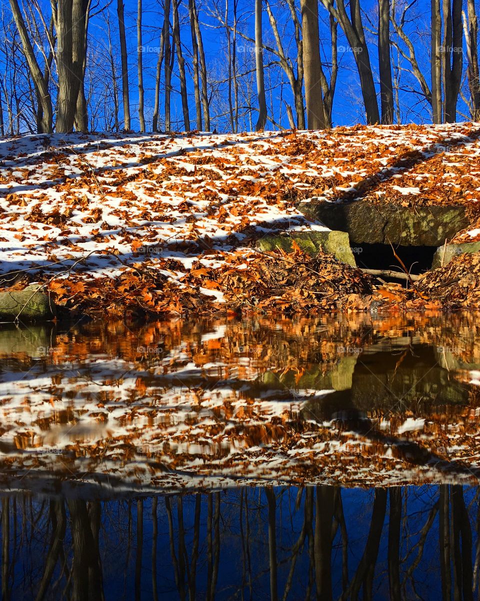 Reflection of trees on water