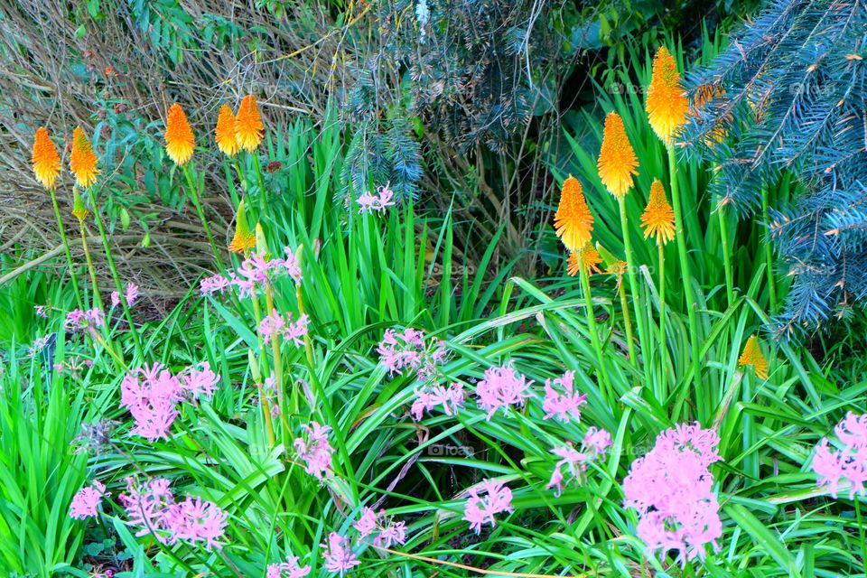 Orange Aloe bloom, pink Guernesey lily