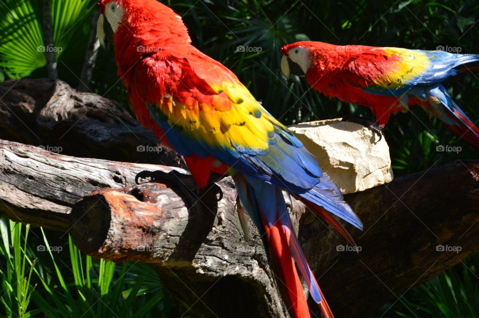 parrot colors