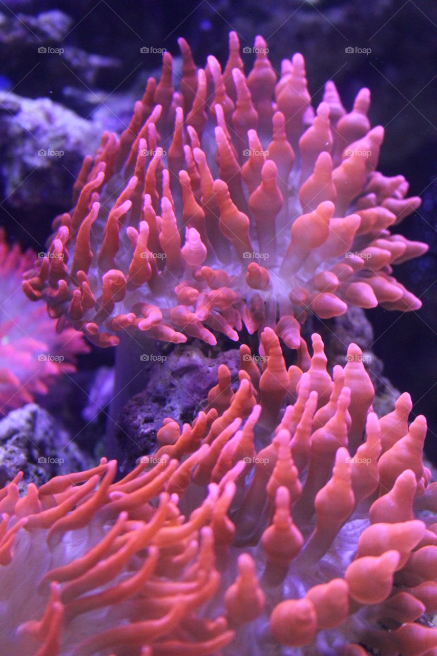 Pink coral