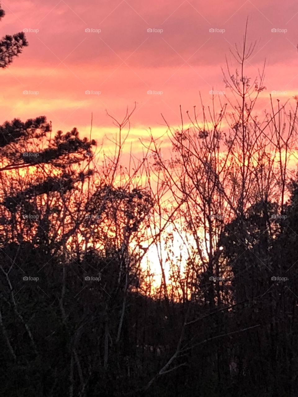 Gold,yellow, pink rose sunset with trees and branches making a statement against this beautiful sunset. 