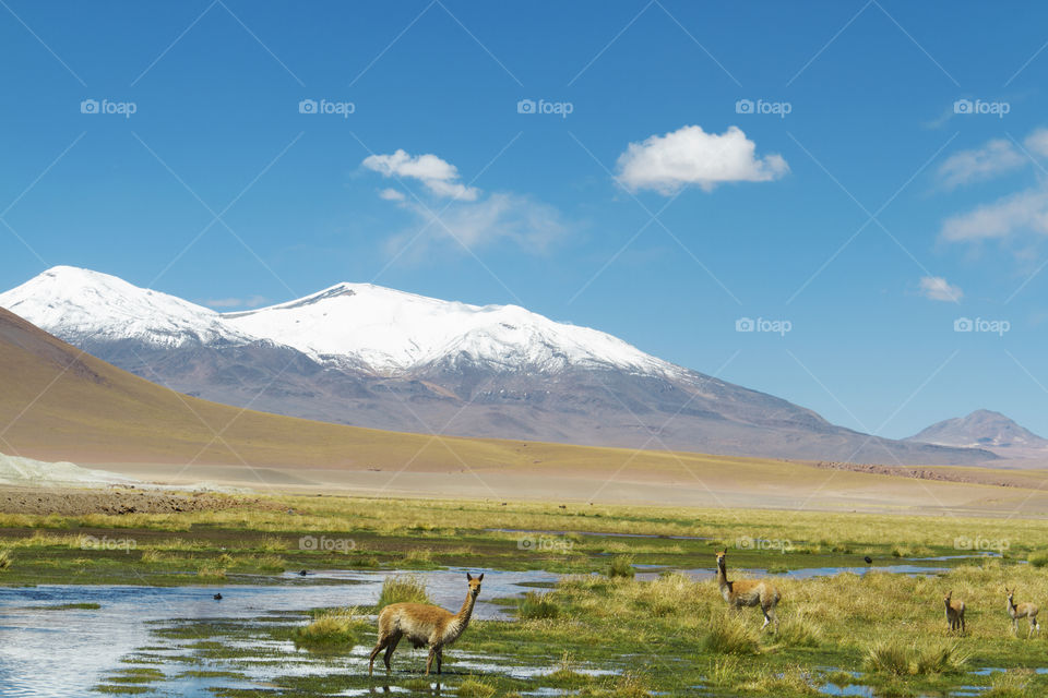 Atacama desert.