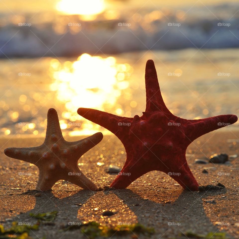 Starfish at beach