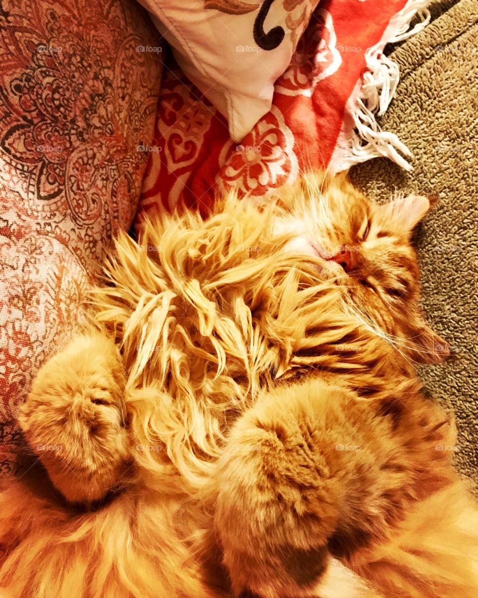 Leo the cat sleeping 