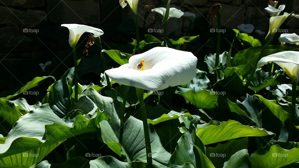 white calla Lilly in the spring time against a dark background