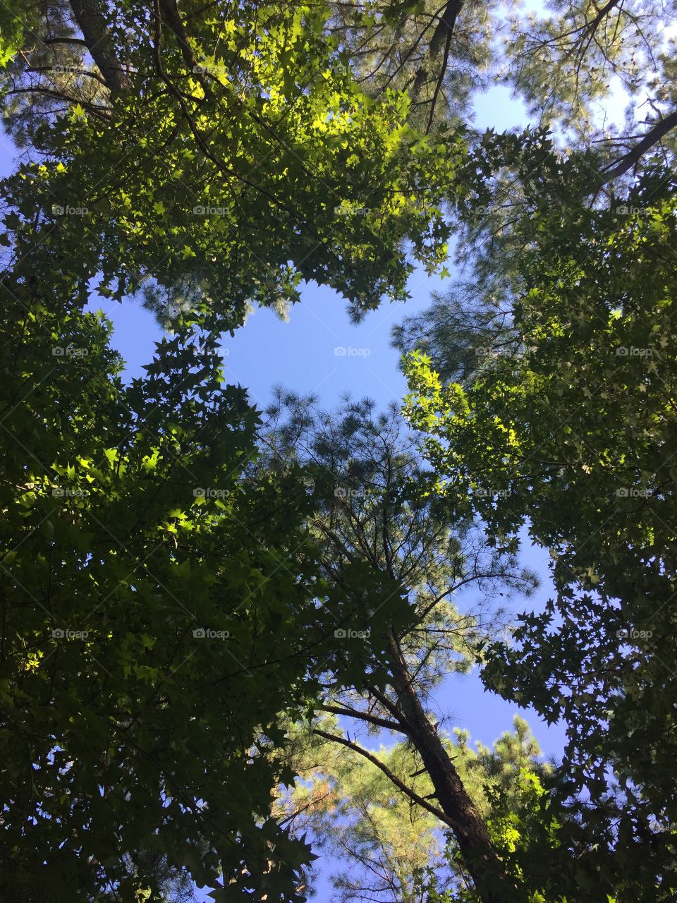 Looking up through trees
