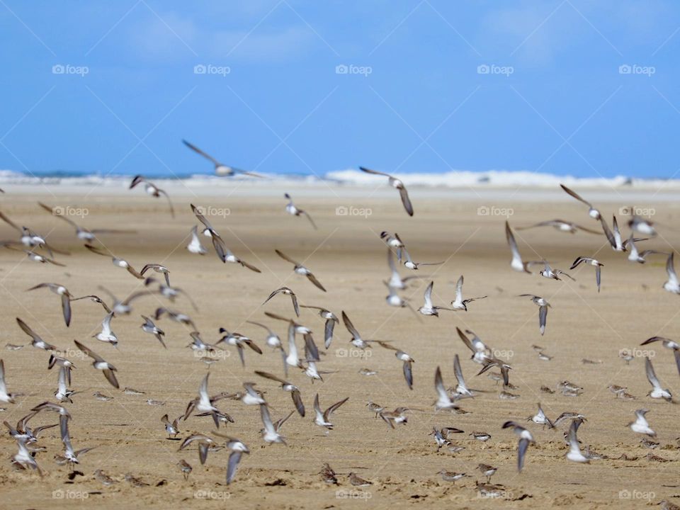 A lively flock of seabirds gracefully flies over a wide sandy beach. The vast sky above is a bright blue, contrasting with the warm shades of the beach.