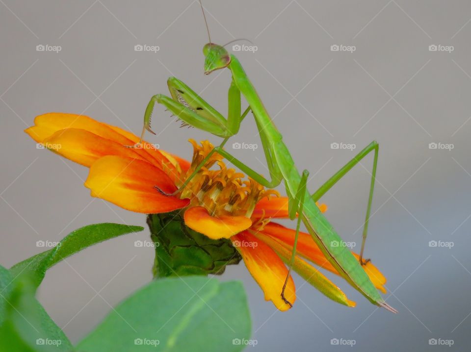 Praying mantis on flower.