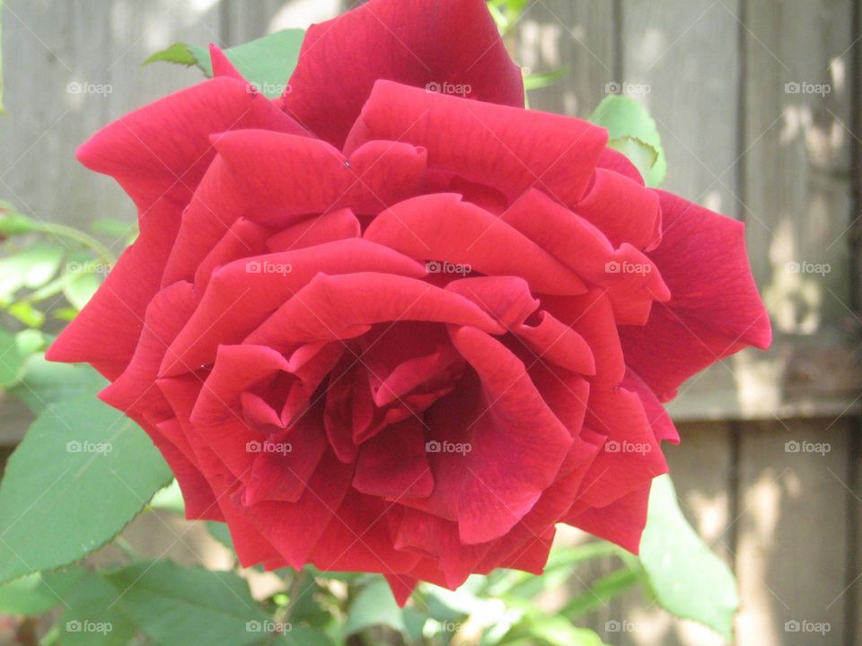 Rose in garden