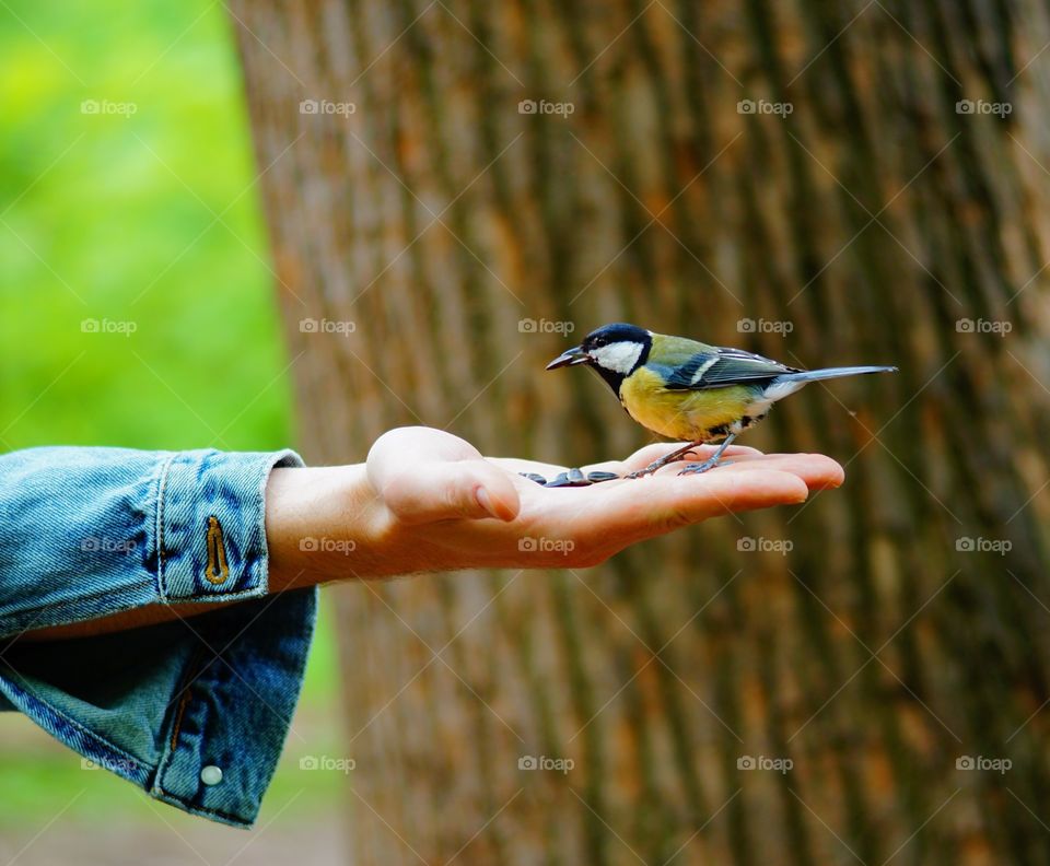 Tomtit bird sitting on human's hand eating seeds