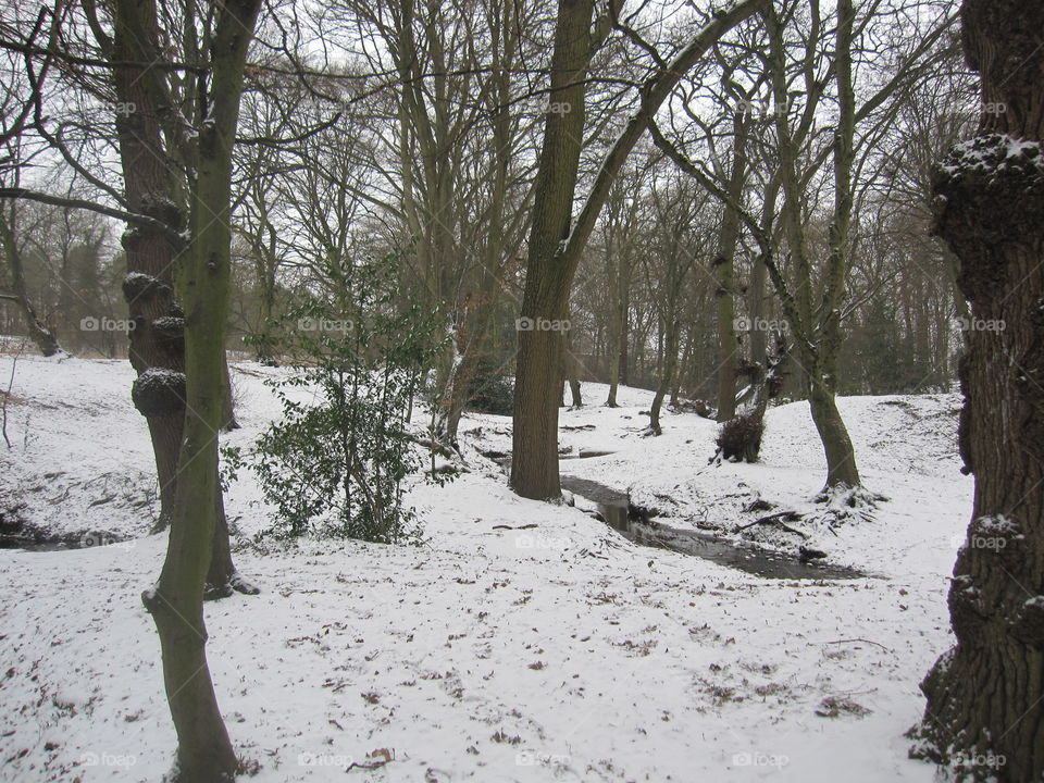 Woodland Snow