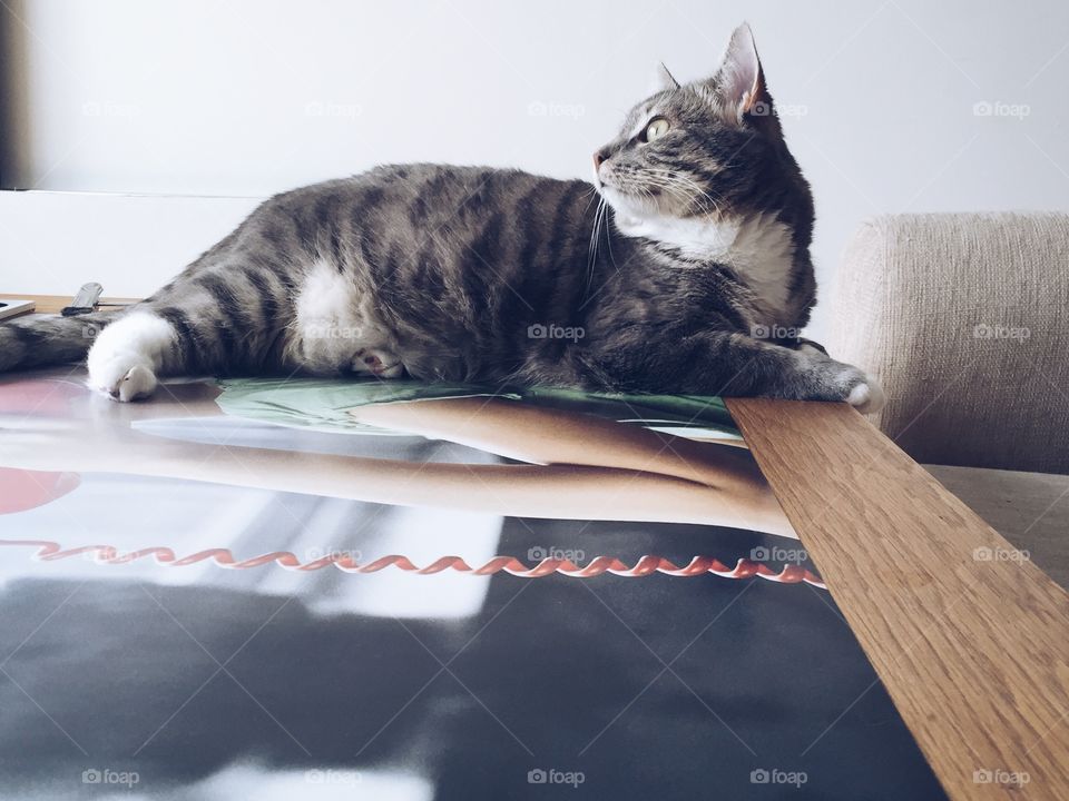 Cat resting on a table