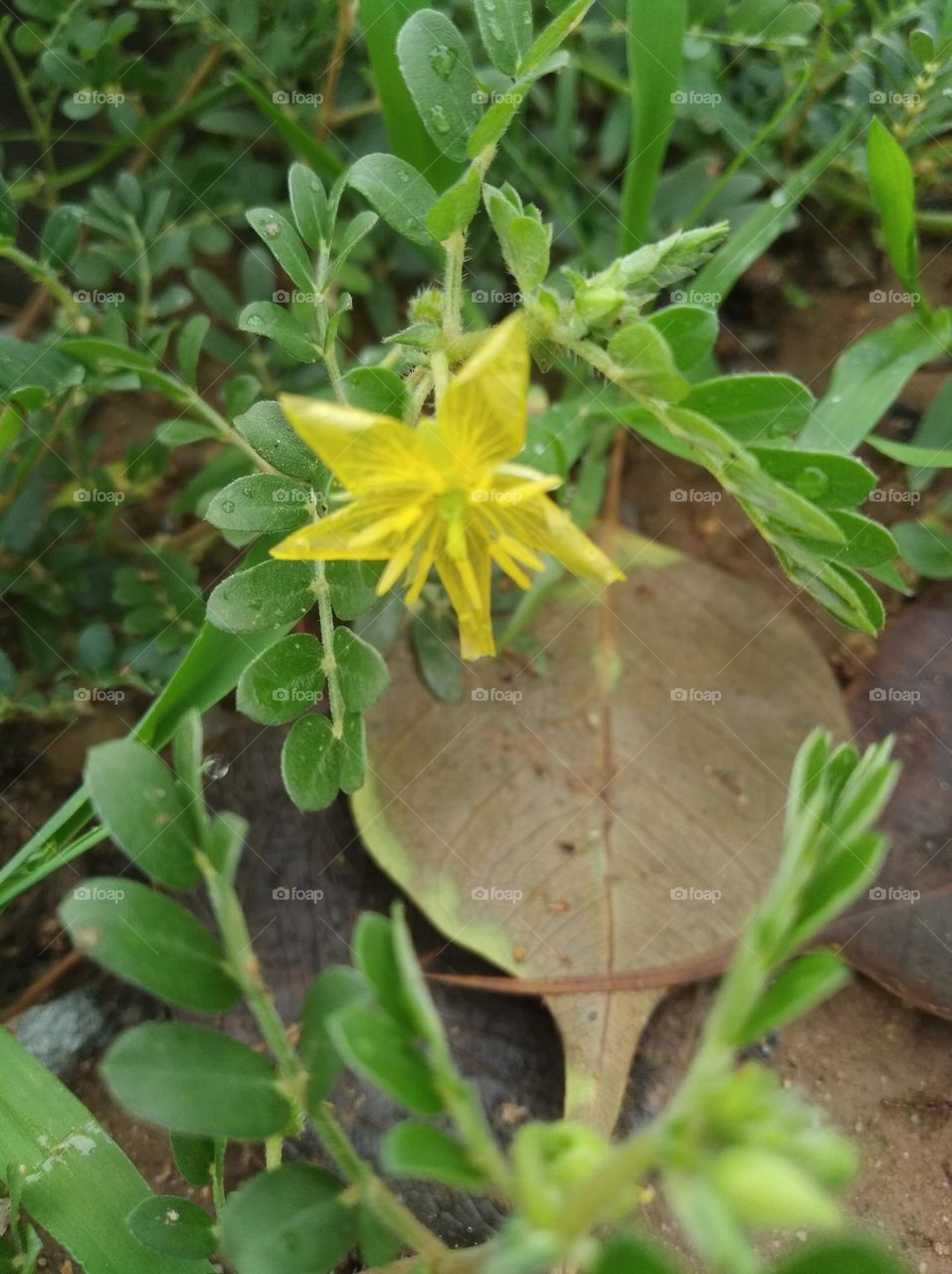 yellow flower seasonal fresh looks very beautiful generally found everywhere seasonal fresh
