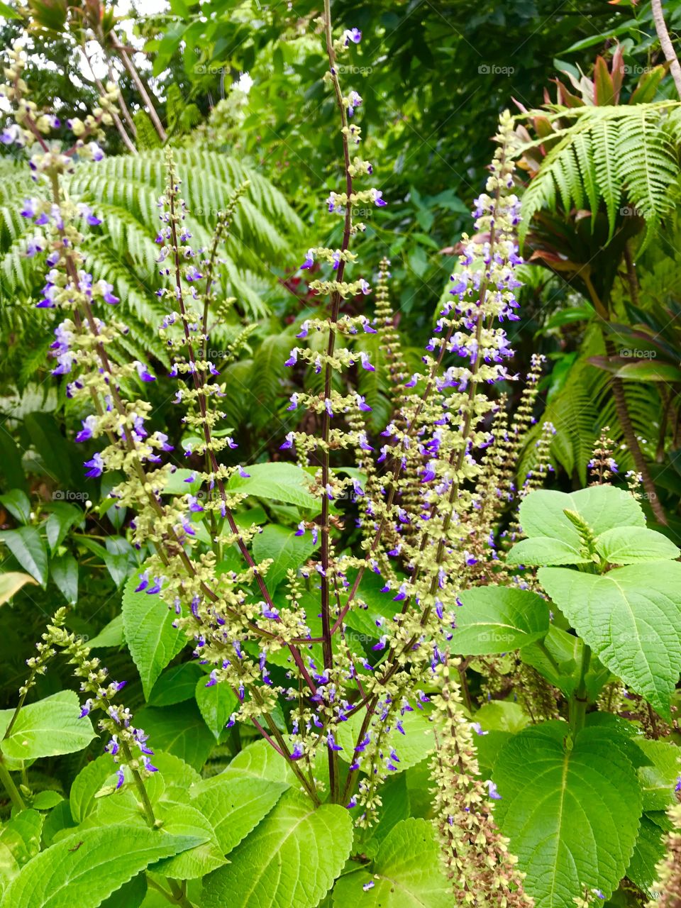 Purple Hawaiian flowers
