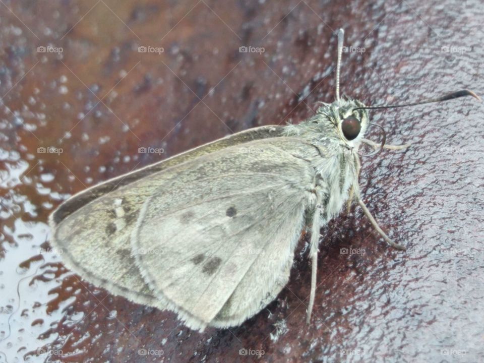 Butterflies perch on the wet can
