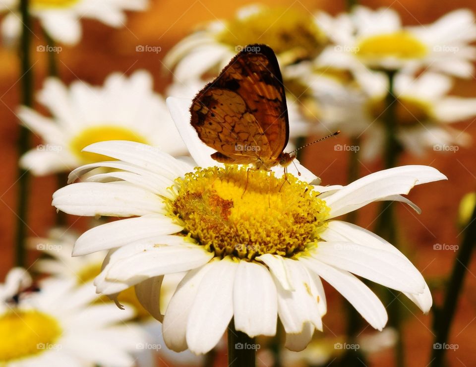 Butterfly on Daisy