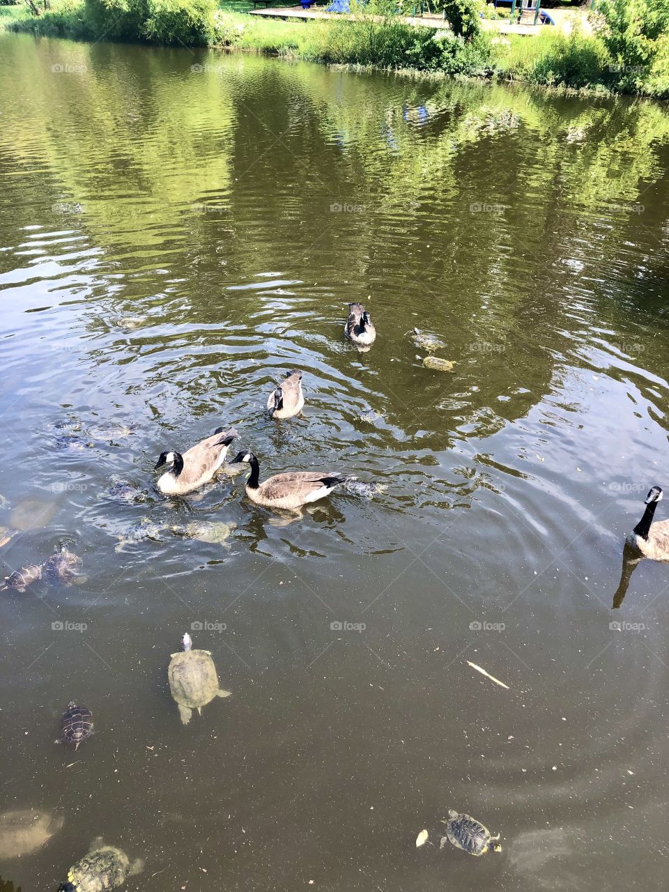 Lots of Turtles and geese’s  at the lake 