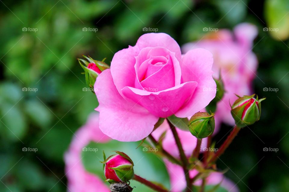 Water drop on pink rose