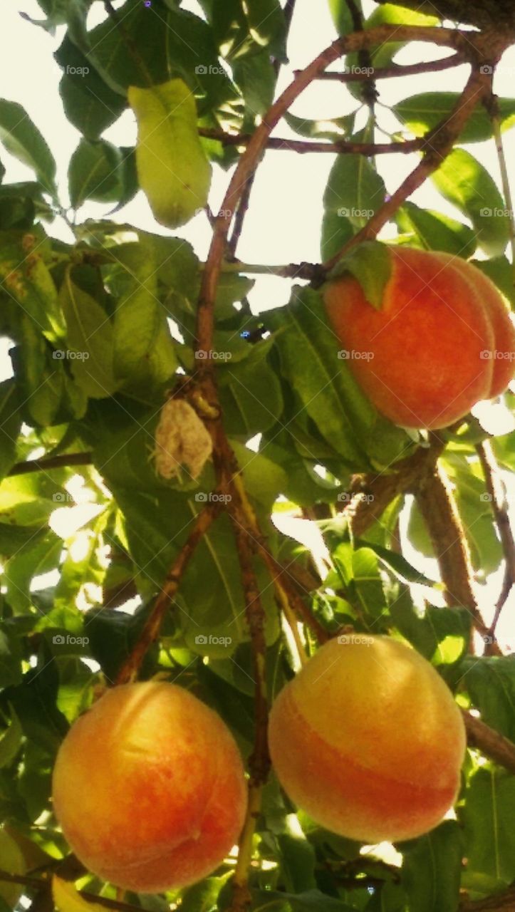Peach  tree thriving in Summer