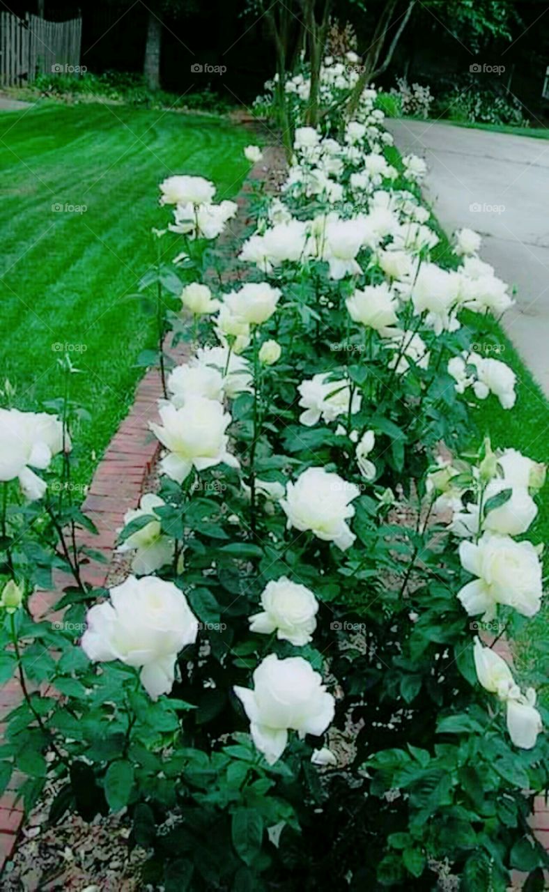 Beautiful white Rose