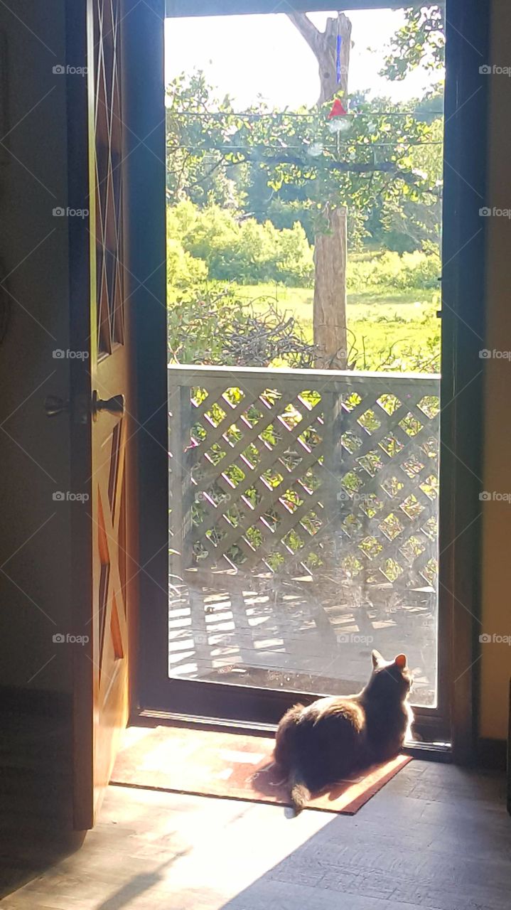 cat wants to go outside