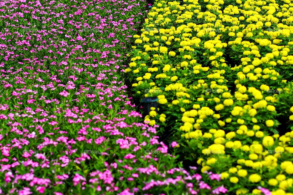 Pink and yellow flowers next to each other with a blend of green leaves - Stock Photo.