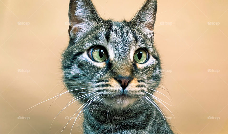 Close-up of a beautiful cross eyed grey tabby cat 