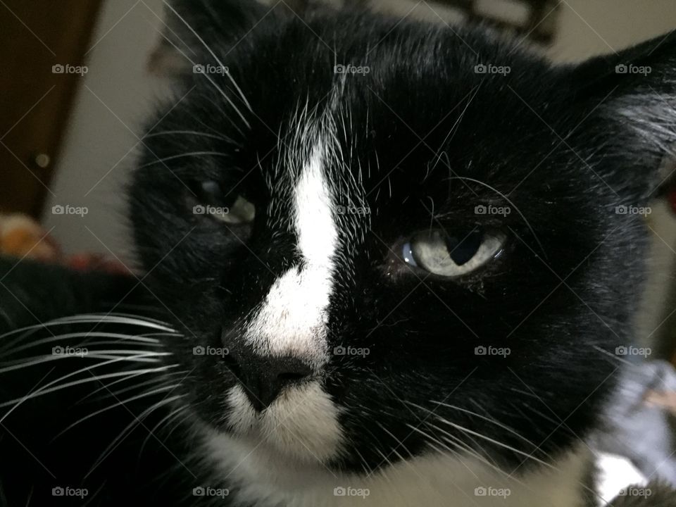 Black and White cat closeup 