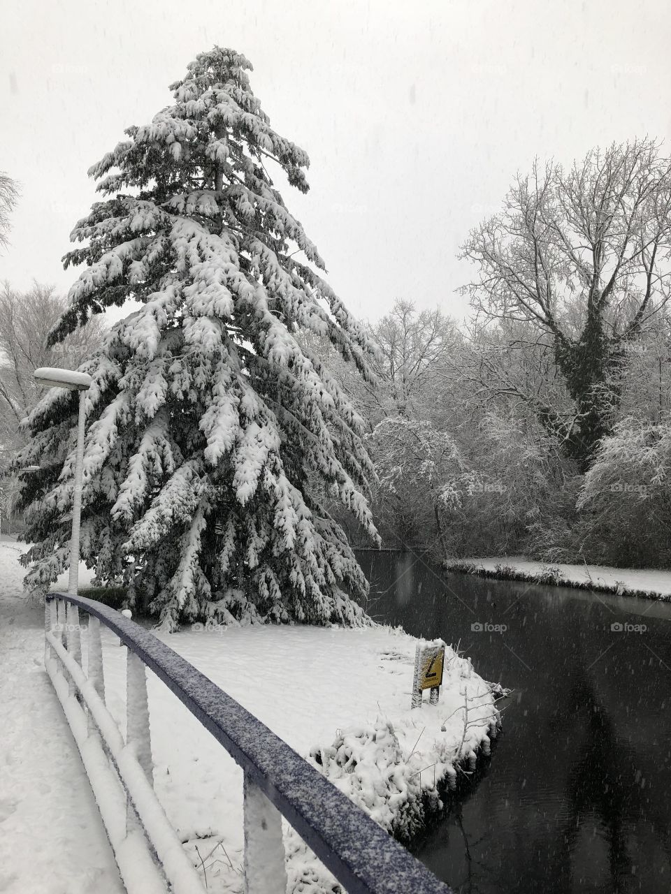 Tree, winter, snow in the netherlands
