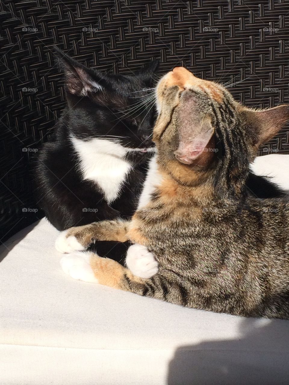 Best friends napping in the sun