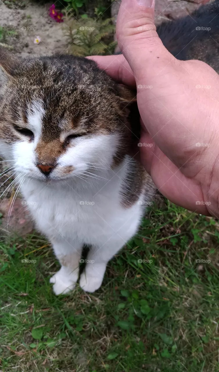 cat