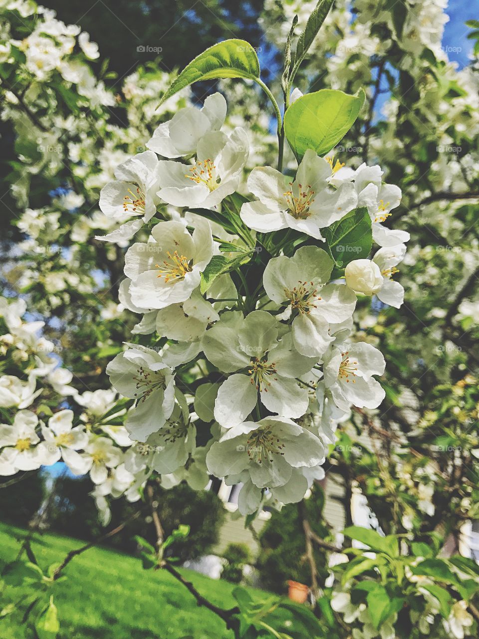 Close-up of white flowers