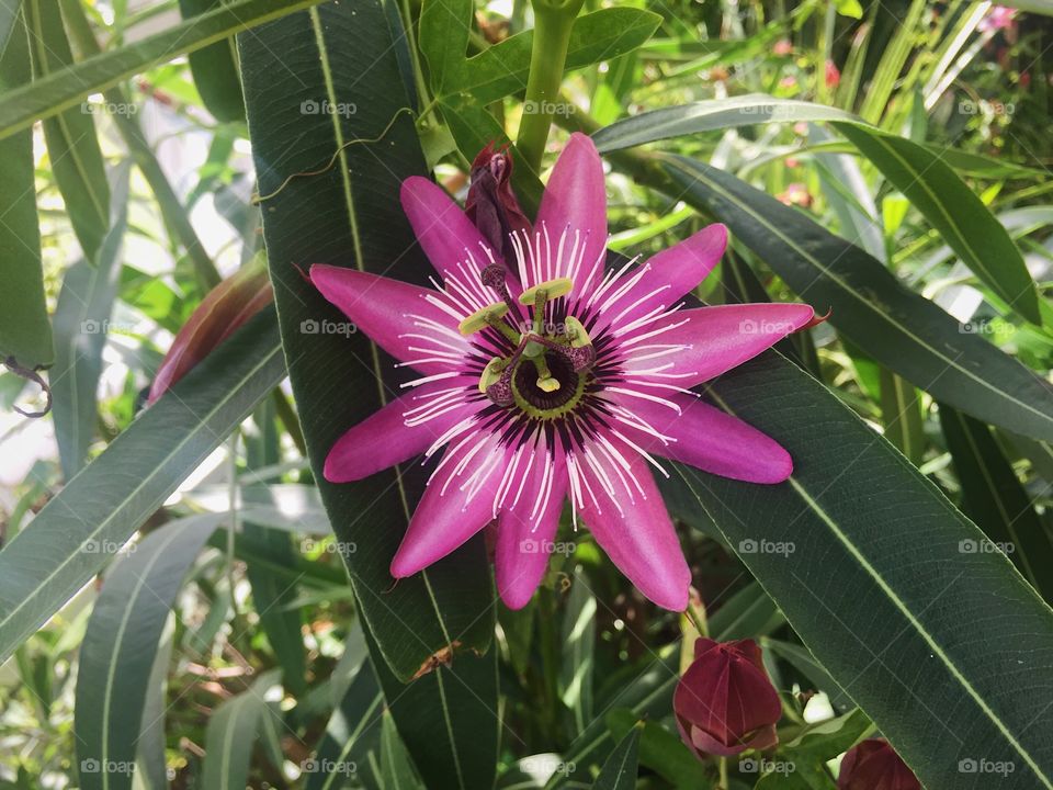 Tropical, Nature, Flora, Summer, Garden