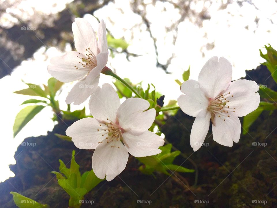 sakura