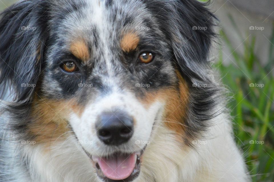 Close-up of a dog