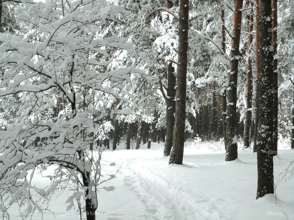 Snow, Winter, Frost, Cold, Tree