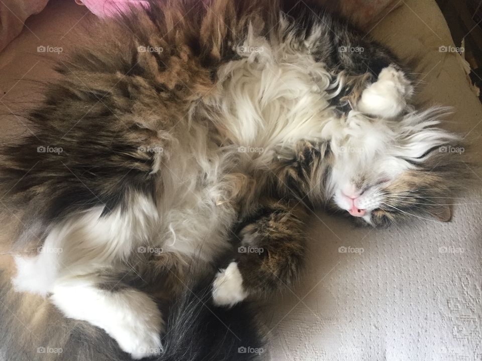 Long haired fluffy cat sprawled out in bed