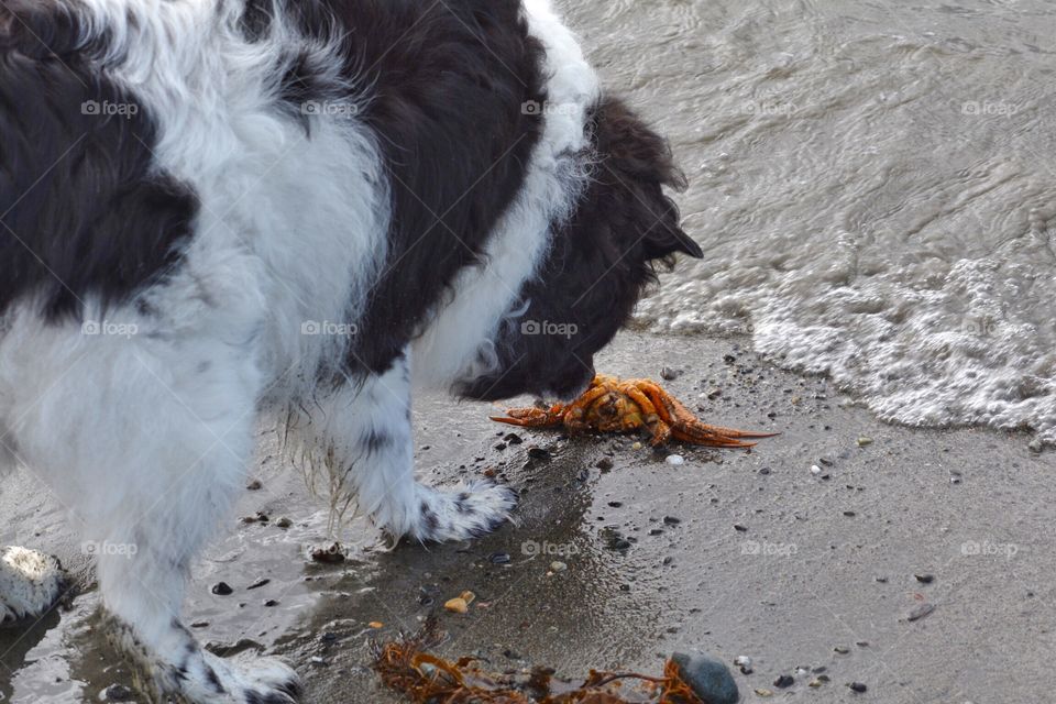 Dog exploring on the beach