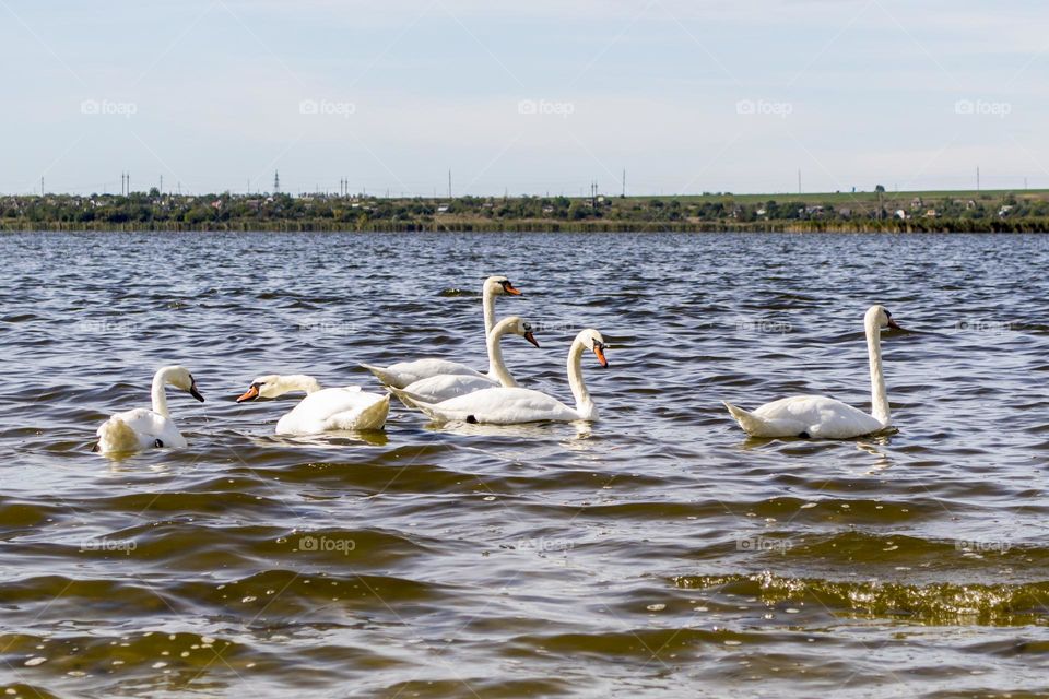 Swans on the Liman