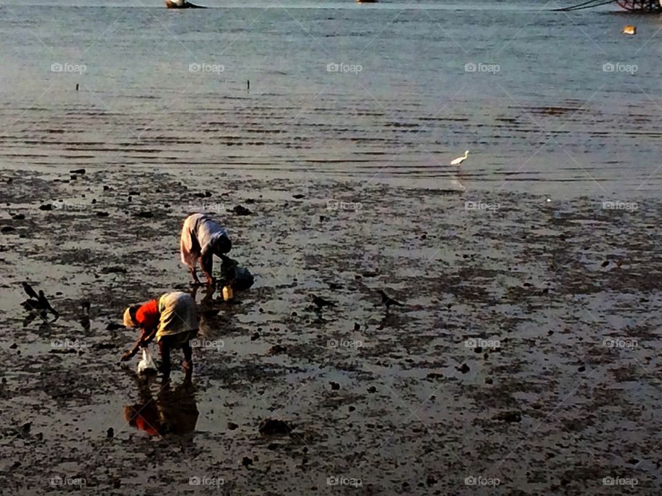 Cockle picking 