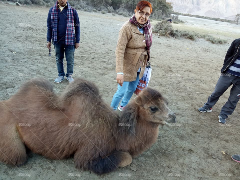 Double Humpback camel