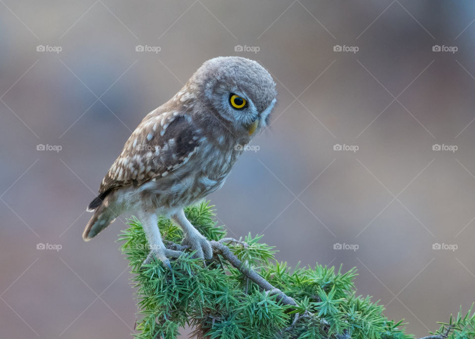 A beautiful owl standing on the tree stump