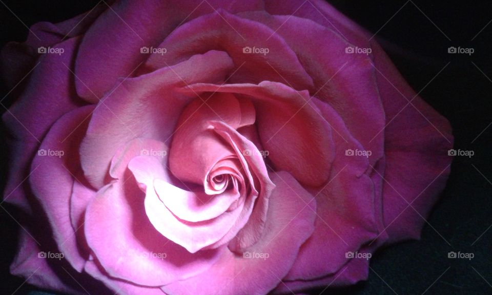 beautiful rose all wound up in a spiral.