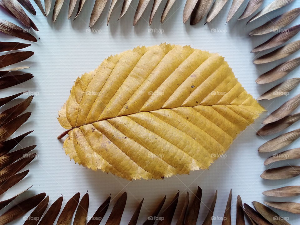 natural art in autumn