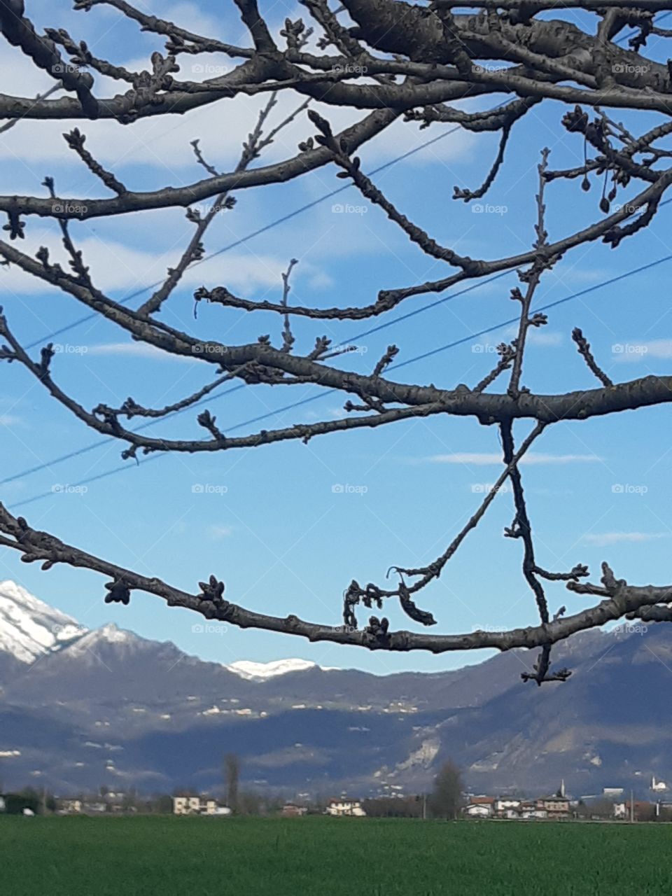 branches in the blue sky