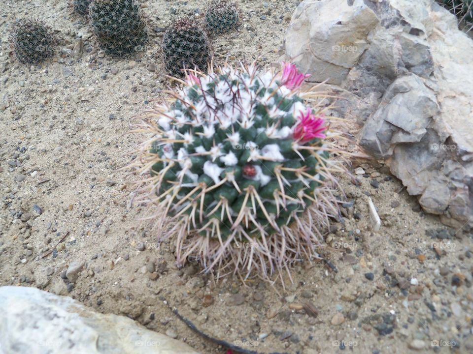 cactus