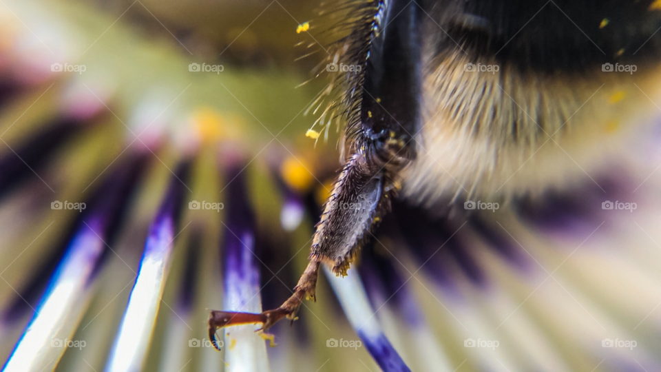 Bumblebee Pollinating 