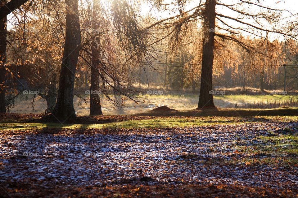 Autumn in the park 