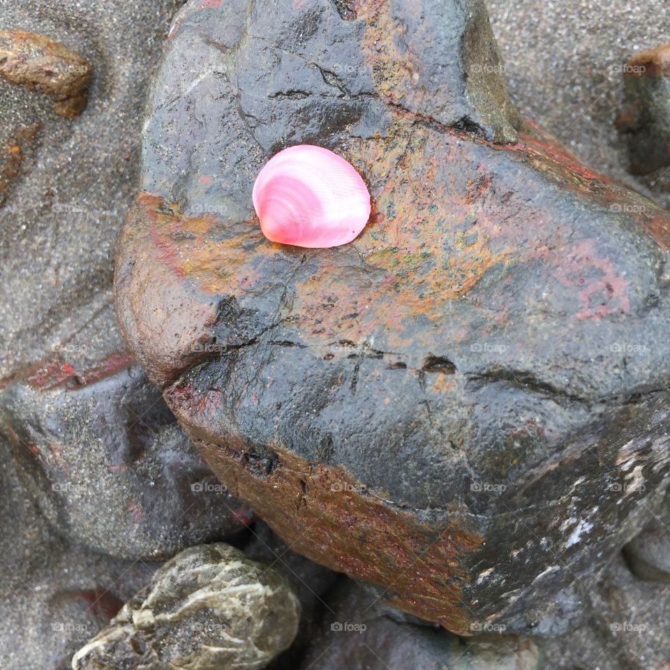 Pink seashell on the beach near Jacó in Costa Rica