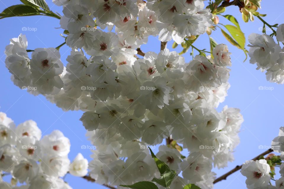 Under the blossoming tree